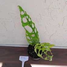 Load image into Gallery viewer, #D11 Monstera Obliqua