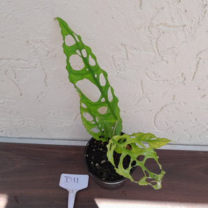 #D11 Monstera Obliqua