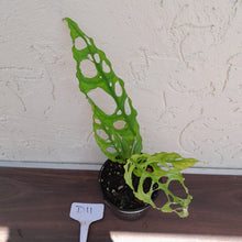 Load image into Gallery viewer, #D11 Monstera Obliqua