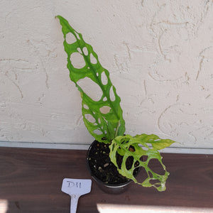 #D11 Monstera Obliqua