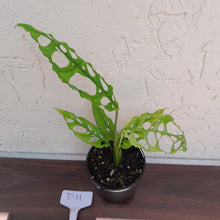 Load image into Gallery viewer, #D11 Monstera Obliqua