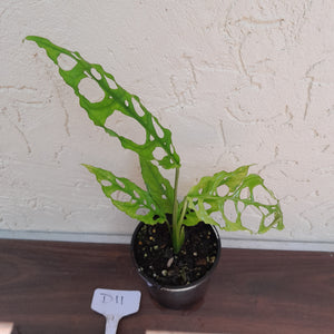 #D11 Monstera Obliqua
