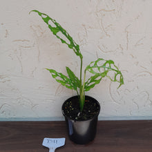 Load image into Gallery viewer, #D11 Monstera Obliqua