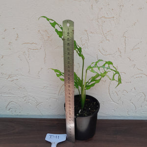 #D11 Monstera Obliqua