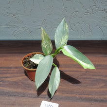 Load image into Gallery viewer, #D14 Variegated Philodendron Silver Sword