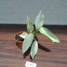 Load image into Gallery viewer, #D14 Variegated Philodendron Silver Sword