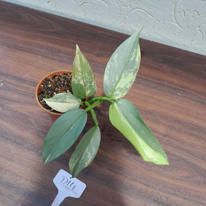 #D14 Variegated Philodendron Silver Sword