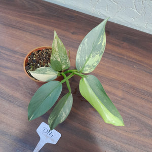 #D14 Variegated Philodendron Silver Sword