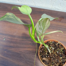 Load image into Gallery viewer, #D14 Variegated Philodendron Silver Sword
