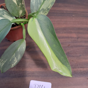 #D14 Variegated Philodendron Silver Sword
