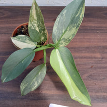 Load image into Gallery viewer, #D14 Variegated Philodendron Silver Sword