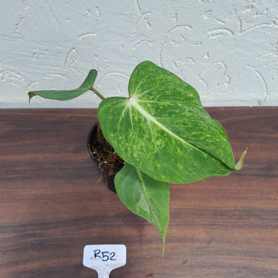 #R52 Variegated Philodendron Gloriosum