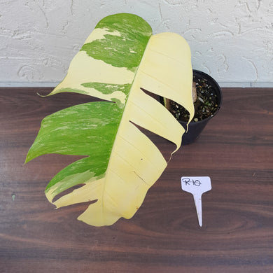 #R10 Variegated Epipremnum Pinnatum
