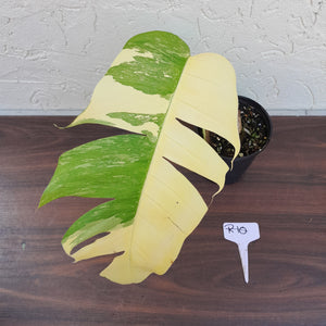 #R10 Variegated Epipremnum Pinnatum