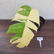 Load image into Gallery viewer, #R10 Variegated Epipremnum Pinnatum