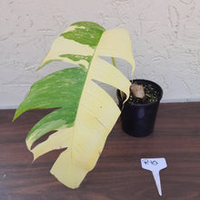 Load image into Gallery viewer, #R10 Variegated Epipremnum Pinnatum