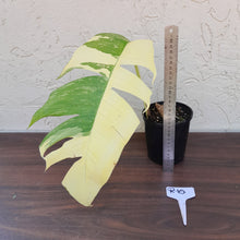 Load image into Gallery viewer, #R10 Variegated Epipremnum Pinnatum