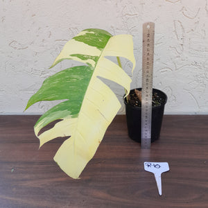 #R10 Variegated Epipremnum Pinnatum
