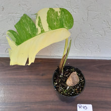 Load image into Gallery viewer, #R10 Variegated Epipremnum Pinnatum