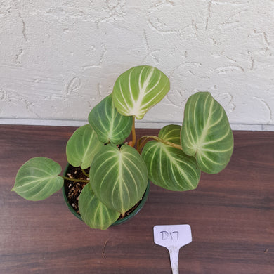 #D17 Philodendron Gloriosum - Miniature Form