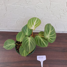 Load image into Gallery viewer, #D17 Philodendron Gloriosum - Miniature Form