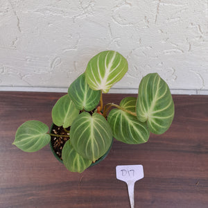 #D17 Philodendron Gloriosum - Miniature Form