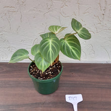 Load image into Gallery viewer, #D17 Philodendron Gloriosum - Miniature Form
