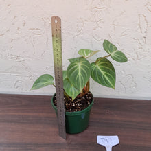 Load image into Gallery viewer, #D17 Philodendron Gloriosum - Miniature Form