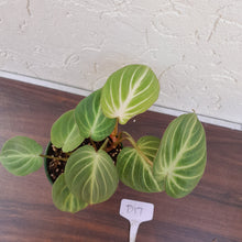 Load image into Gallery viewer, #D17 Philodendron Gloriosum - Miniature Form
