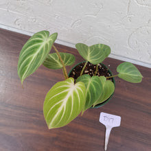 Load image into Gallery viewer, #D17 Philodendron Gloriosum - Miniature Form