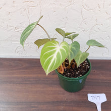 Load image into Gallery viewer, #D17 Philodendron Gloriosum - Miniature Form