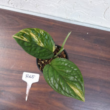 Load image into Gallery viewer, #R65 Variegated Monstera Peru