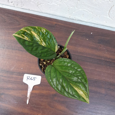 #R65 Variegated Monstera Peru