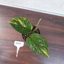 Load image into Gallery viewer, #R65 Variegated Monstera Peru