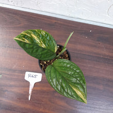 Load image into Gallery viewer, #R65 Variegated Monstera Peru