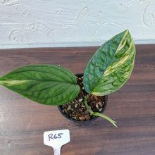 Load image into Gallery viewer, #R65 Variegated Monstera Peru