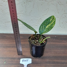 Load image into Gallery viewer, #R65 Variegated Monstera Peru