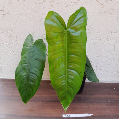 #R10 Philodendron Sharoniae