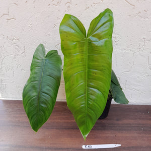 #R10 Philodendron Sharoniae