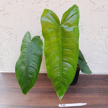 Load image into Gallery viewer, #R10 Philodendron Sharoniae