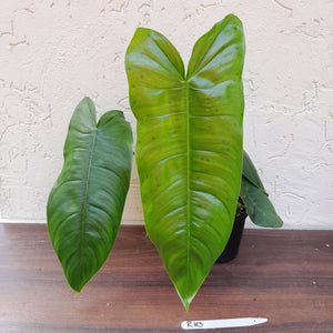 #R10 Philodendron Sharoniae