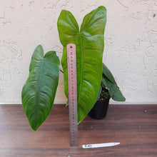 Load image into Gallery viewer, #R10 Philodendron Sharoniae