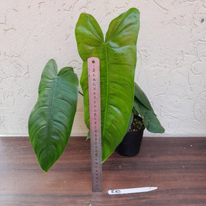 #R10 Philodendron Sharoniae