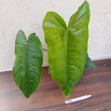 Load image into Gallery viewer, #R10 Philodendron Sharoniae