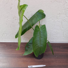 Load image into Gallery viewer, #R10 Philodendron Sharoniae