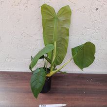 Load image into Gallery viewer, #R10 Philodendron Sharoniae