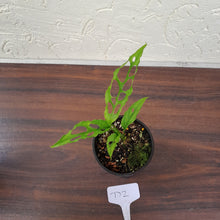 Load image into Gallery viewer, #D2 Monstera Obliqua