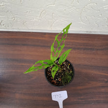 Load image into Gallery viewer, #D2 Monstera Obliqua