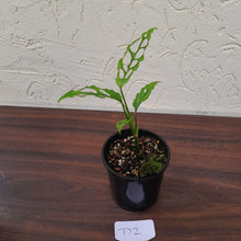 Load image into Gallery viewer, #D2 Monstera Obliqua