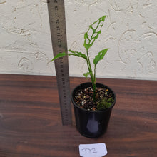 Load image into Gallery viewer, #D2 Monstera Obliqua